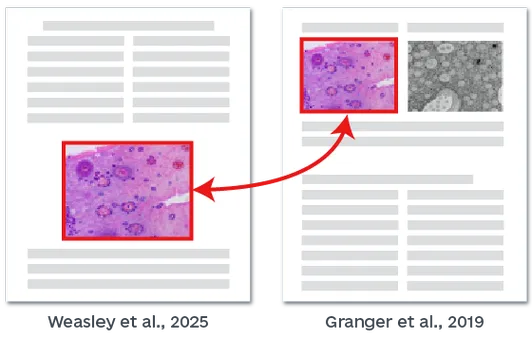 学术抄袭检测示例